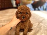 Bi̇blo Suratli Toy Poodle Bebekler