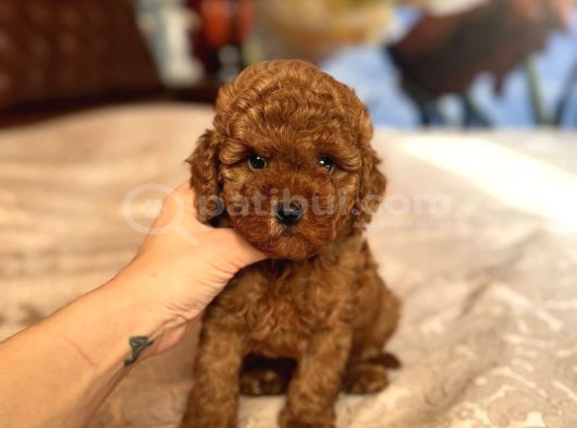 Bi̇blo Suratli Toy Poodle Bebekler