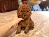Bi̇blo Suratli Toy Poodle Bebekler