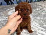 Safkan Toy Poodle Bebekler