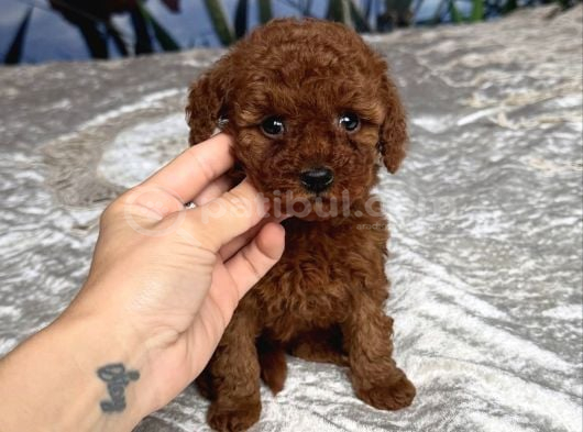 Safkan Toy Poodle Bebekler