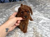 Safkan Toy Poodle Bebekler