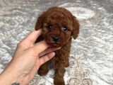 Safkan Toy Poodle Bebekler