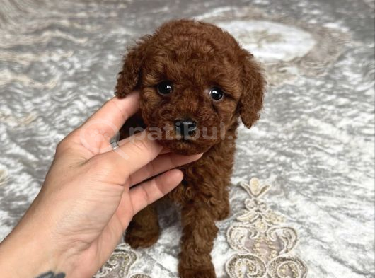 Safkan Toy Poodle Bebekler görsel