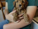 Sevi̇mli̇ Malti̇poo Yavrulari