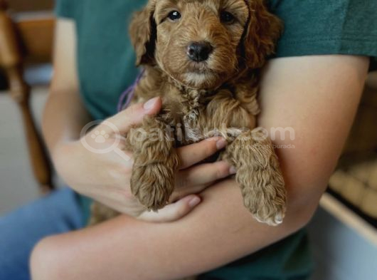 Sevi̇mli̇ Malti̇poo Yavrulari