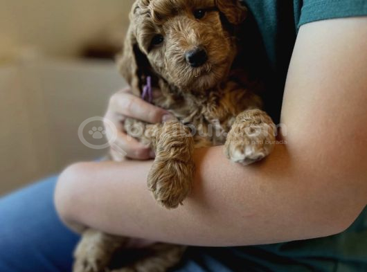 Sevi̇mli̇ Malti̇poo Yavrulari görsel