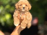 F2 Maltipoo Yavrular