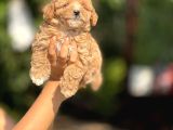 F2 Maltipoo Yavrular