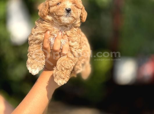 F2 Maltipoo Yavrular görsel