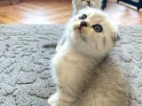 Silver Tabby Scottish Fold İstanbul