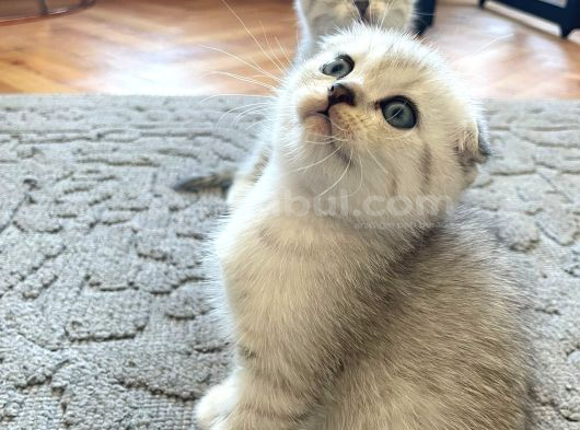 Silver Tabby Scottish Fold İstanbul görsel