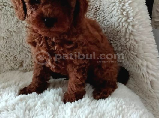 En Küçük Boy Toy Poodle Yavrular görsel