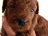 En Küçük Boy Toy Poodle Yavrular