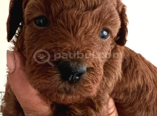 En küçük boy toy poodle yavrular