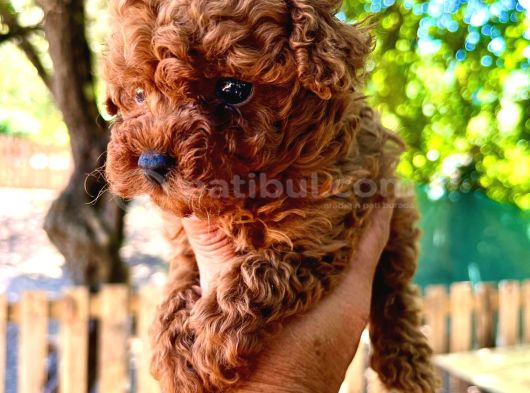 En Küçük Boy Toy Poodle Yavrular görsel