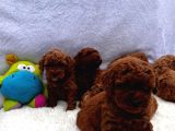 En Küçük Boy Toy Poodle Yavrular