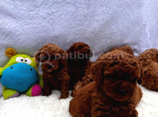 En Küçük Boy Toy Poodle Yavrular görsel