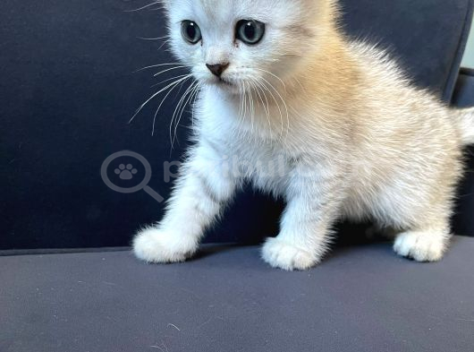 Silver Tabby Scottish Fold İstanbul görsel
