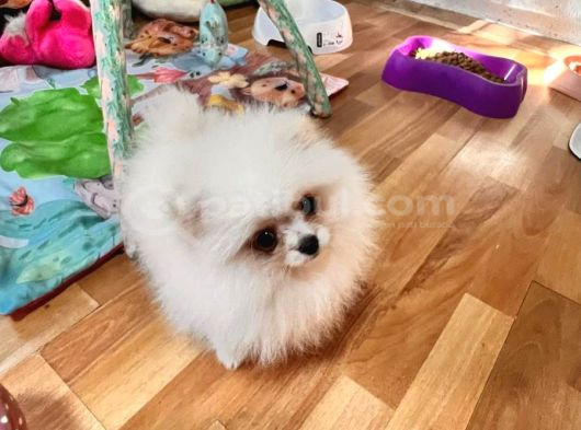 Bebek Surat Pomerian Boo Dişi Yavrumuz görsel