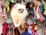 Bebek Surat Pomerian Boo Dişi Yavrumuz