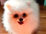 Bebek Surat Pomerian Boo Dişi Yavrumuz