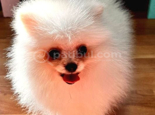 Bebek Surat Pomerian Boo Dişi Yavrumuz görsel