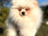 Bebek Surat Pomerian Boo Dişi Yavrumuz