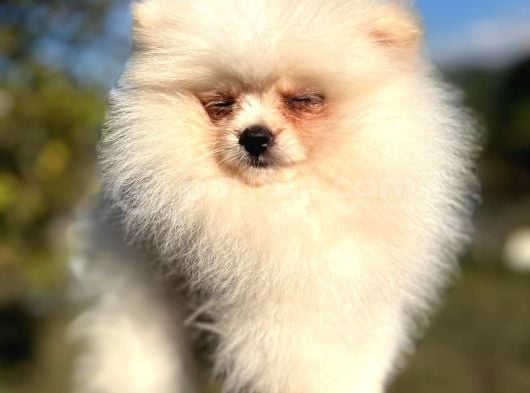 Bebek Surat Pomerian Boo dişi yavrumuz