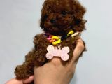Microteacup Korea Poodle Yavrular