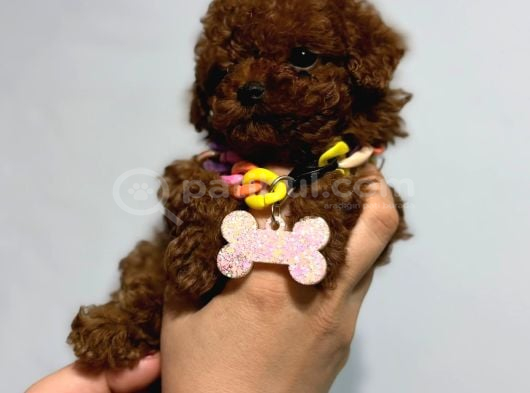 Microteacup Korea Poodle Yavrular görsel