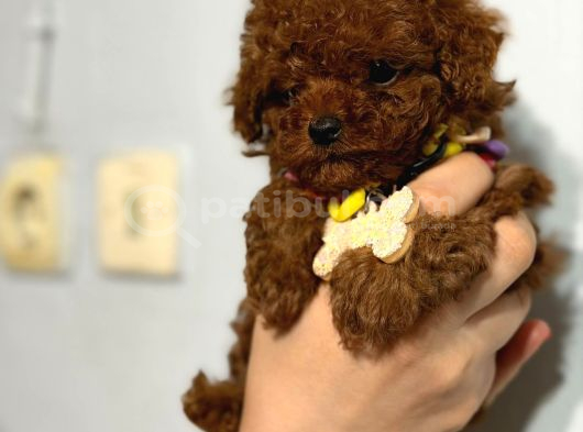Microteacup Korea Poodle Yavrular