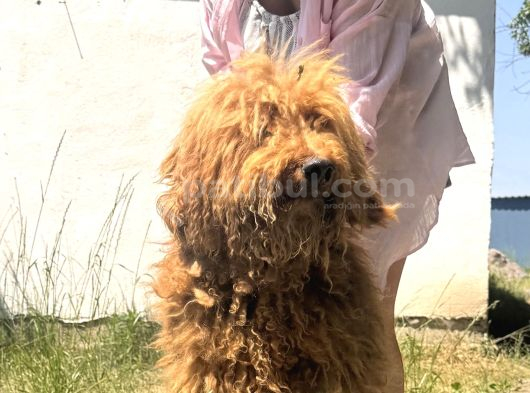 Anne Ve Babaları Görebileceginiz Kendi Üretimimiz Labradodle görsel