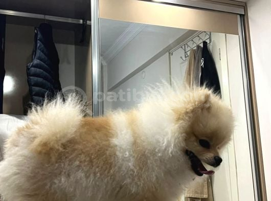 0 Numara Boo Bebeği̇mi̇z görsel