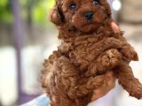 Teacup Korea Kan Toypoodle Bebekler