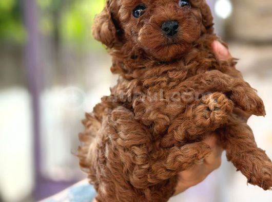 Teacup korea kan toypoodle bebekler