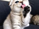 Silver Tabby Scottish Fold İstanbul