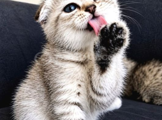 Silver Tabby Scottish Fold İstanbul