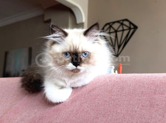 3 Aylık British Longhair Sağlıklı Yavrular