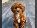 Eğitimli Ve Aşılı Toy Poodle Bebek Yeni Yuvasını Arıyor