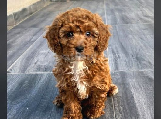 Eğitimli Ve Aşılı Toy Poodle Bebek Yeni Yuvasını Arıyor