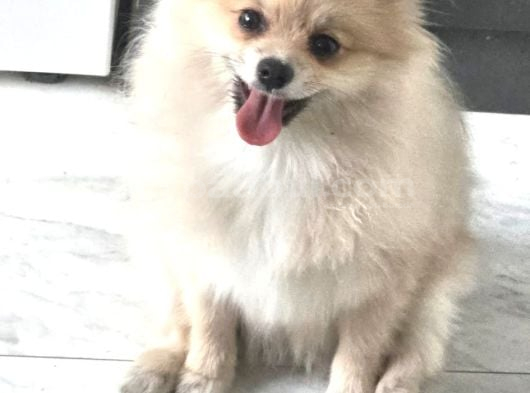 Pomerian kız