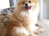 Pomerian Kız