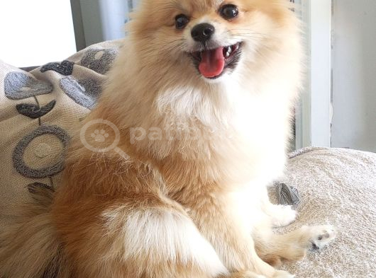 Pomerian Kız görsel