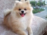 Pomerian Kız