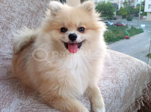 Pomerian Kız görsel