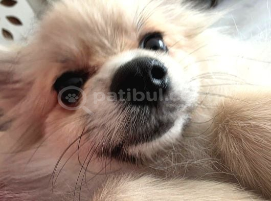 Pomerian Kız görsel