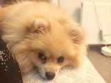 Pomerian Kız