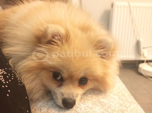 Pomerian Kız görsel