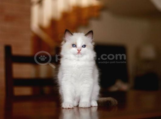 Asaletli Ragdoll görsel